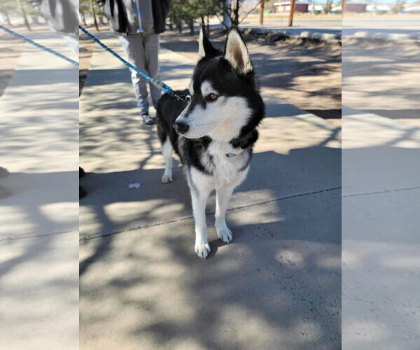 Medium Photo #9 Siberian Husky Puppy For Sale in Cedar Crest, NM, USA