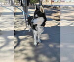 Small #8 Siberian Husky