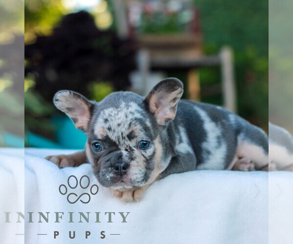 Medium Photo #5 French Bulldog Puppy For Sale in LITITZ, PA, USA