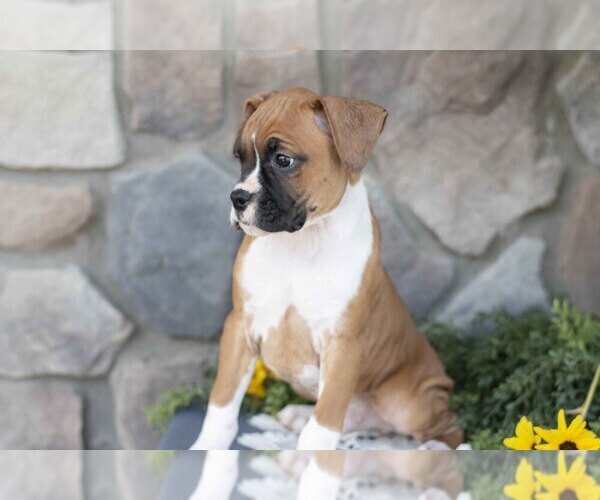 Medium Photo #3 Boxer Puppy For Sale in SHILOH, OH, USA