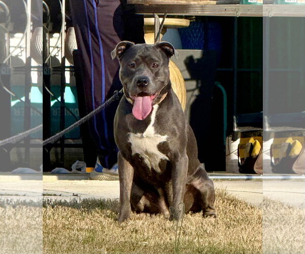 Medium Photo #1 American Pit Bull Terrier Puppy For Sale in Holly Springs, NC, USA
