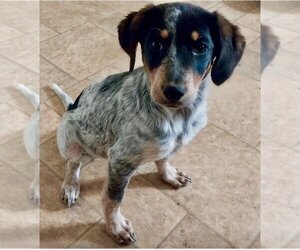 Bluetick Coonhound Dogs for adoption in Mooresville, NC, USA