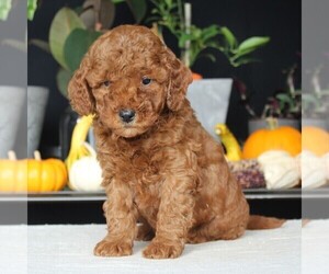 Goldendoodle (Miniature) Puppy for sale in AUGUSTA, WV, USA