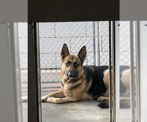 German Shepherd Dog Dogs for adoption in Pearland, TX, USA