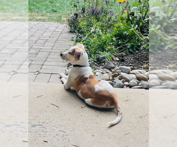 Medium Photo #8 American Bulldog-Unknown Mix Puppy For Sale in Doylestown, PA, USA