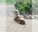 Small #7 American Bulldog Mix