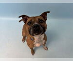 Small #6 Boxer-Staffordshire Bull Terrier Mix
