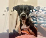 Small #4 Border Collie Mix