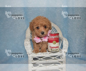 Poodle (Toy) Puppy for sale in SANGER, TX, USA