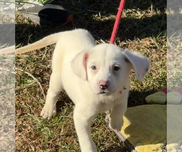 Medium Photo #3 Labrador Retriever-Unknown Mix Puppy For Sale in Yardley, PA, USA