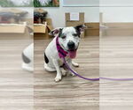 Small #1 American Pit Bull Terrier