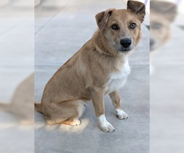 Medium Photo #1 Mutt Puppy For Sale in Salinas, CA, USA