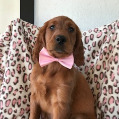 Irish Setter Puppy for sale in QUARRYVILLE, PA, USA