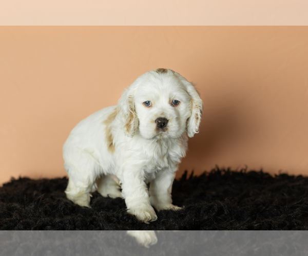 Medium Photo #4 Cocker Spaniel Puppy For Sale in NAPPANEE, IN, USA