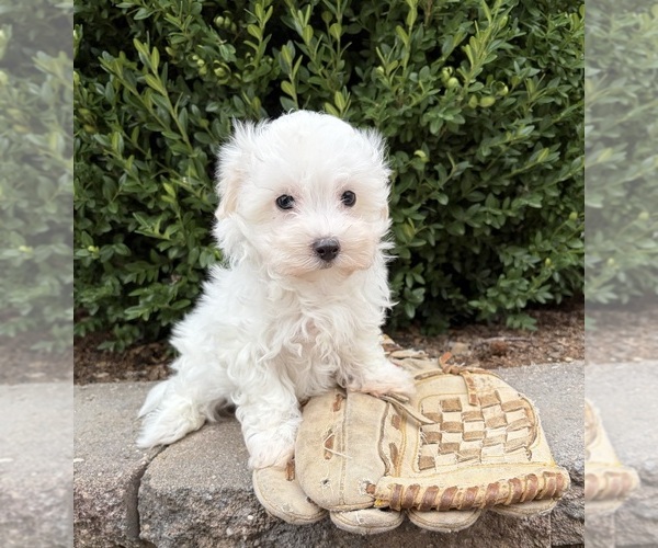 Medium Photo #2 Maltese Puppy For Sale in MIDDLEBURY, IN, USA