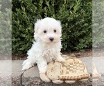 Fenton - Male Maltese Puppy for Sale - Photo #2