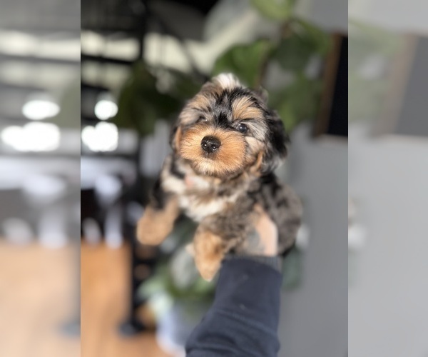 Medium Photo #6 Yorkshire Terrier Puppy For Sale in JOHNSTON, RI, USA