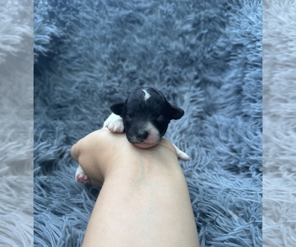 Medium Photo #1 Poodle (Toy) Puppy For Sale in JEFFERSONVILLE, IN, USA