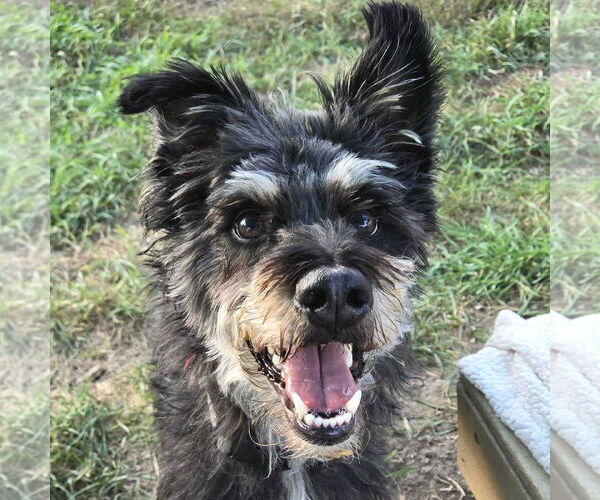 Medium Photo #1 Mutt Puppy For Sale in Jefferson, WI, USA