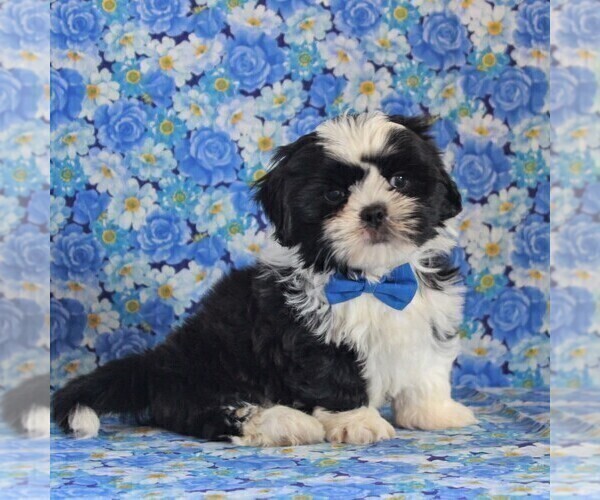 Medium Photo #3 Shih Tzu Puppy For Sale in GORDONVILLE, PA, USA