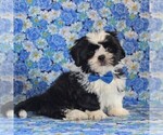 Small Photo #3 Shih Tzu Puppy For Sale in GORDONVILLE, PA, USA