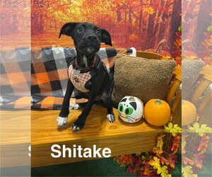 Labrador Retriever-Unknown Mix Dogs for adoption in Holly Springs, NC, USA