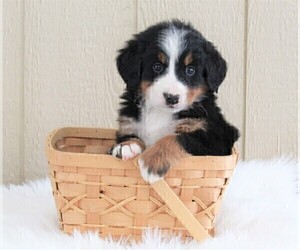 Bernese Mountain Dog Puppy for sale in FREDERICKSBURG, OH, USA