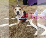 Small #13 American Pit Bull Terrier Mix