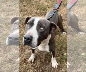 Kirby - Male American Staffordshire Terrier-Unknown Mix Dog for Adoption - Photo #2