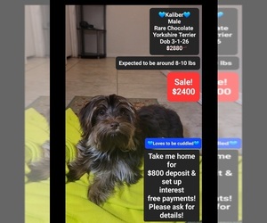 Yorkshire Terrier Puppy for sale in TUCSON, AZ, USA