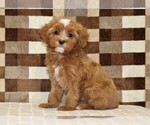 Image preview for Ad Listing. Nickname: Indy