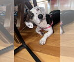 Small #2 Doxle