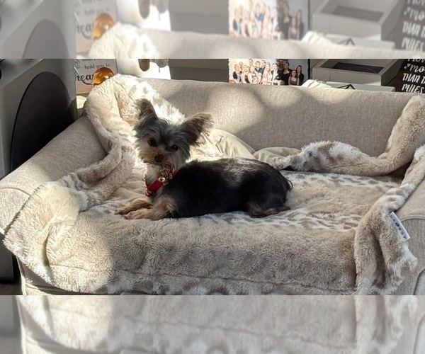 Medium Photo #1 Yorkshire Terrier Puppy For Sale in SAINT LOUIS, MO, USA