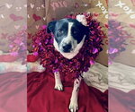 Small #2 Border Collie Mix