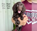 Puppy Pink girl Boykin Spaniel