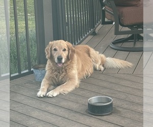 Father of the Golden Retriever puppies born on 04/12/2026