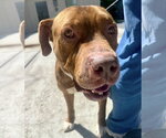 Small Photo #14 Mastiff-Staffordshire Bull Terrier Mix Puppy For Sale in Houston, TX, USA