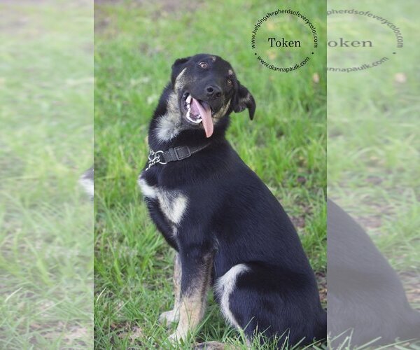 Medium Photo #3 Labrador Retriever-Siberian Husky Mix Puppy For Sale in Montgomery, AL, USA