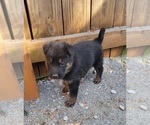 Small Photo #14 German Shepherd Dog Puppy For Sale in LYNCH STATION, VA, USA