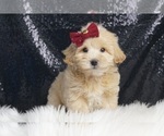 Puppy Major F1B Maltipoo
