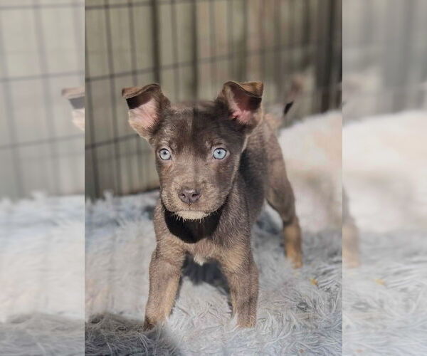 Medium Photo #1 Mutt Puppy For Sale in Dana Point, CA, USA