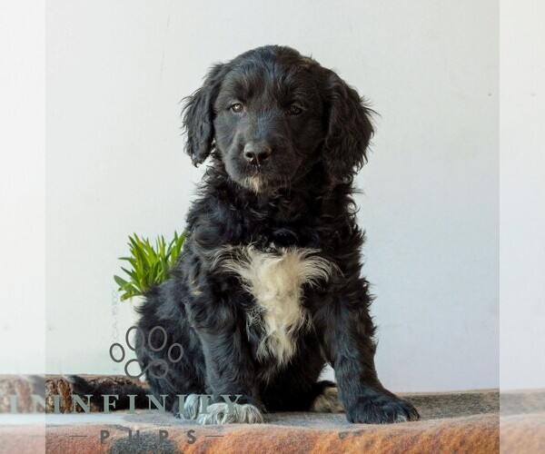 Medium Photo #1 Goldendoodle (Miniature) Puppy For Sale in LITITZ, PA, USA