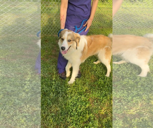 Medium Photo #2 Australian Shepherd-Unknown Mix Puppy For Sale in Woodbury, NY, USA