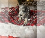 Small Photo #10 Schnauzer (Miniature) Puppy For Sale in KANNAPOLIS, NC, USA