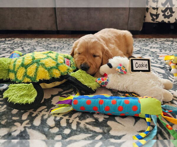 Medium Photo #20 Golden Retriever Puppy For Sale in WASECA, MN, USA
