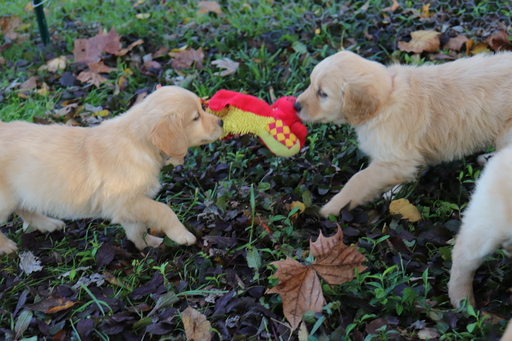 Medium Photo #15 Golden Retriever Puppy For Sale in HARRISON, TN, USA