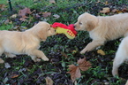 Small Photo #15 Golden Retriever Puppy For Sale in HARRISON, TN, USA