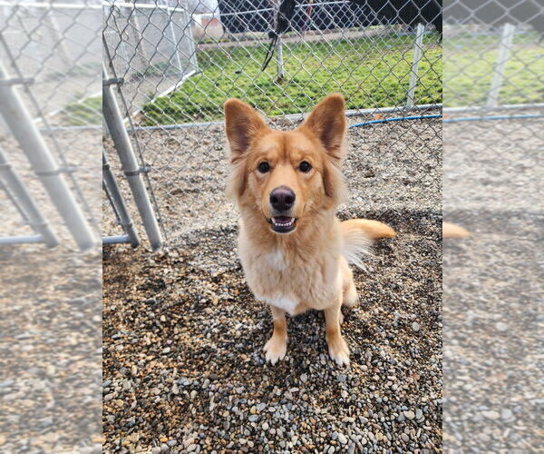 Medium Photo #1 Goberian Puppy For Sale in Emmett, ID, USA