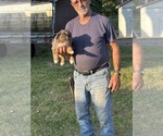 Small Photo #15 Miniature American Shepherd Puppy For Sale in POLK CITY, FL, USA