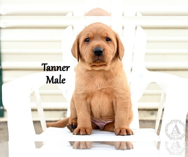 Medium Photo #4 Labrador Retriever Puppy For Sale in DAYTON, VA, USA